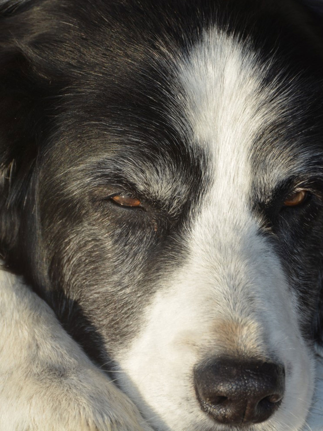 In-Home Euthanasia